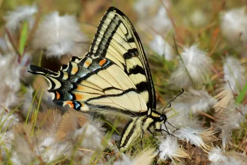 Canadian Tiger Swallowtail - photo 5