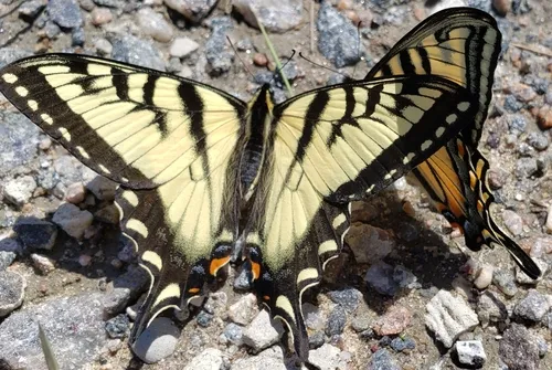 Canadian Tiger Swallowtail - photo 8