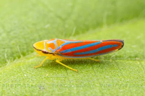 Candy-striped Leafhopper
