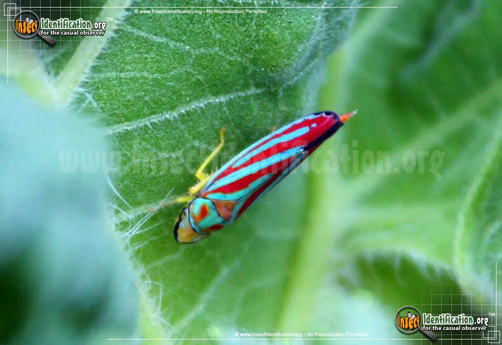 Candy-striped Leafhopper - photo 4