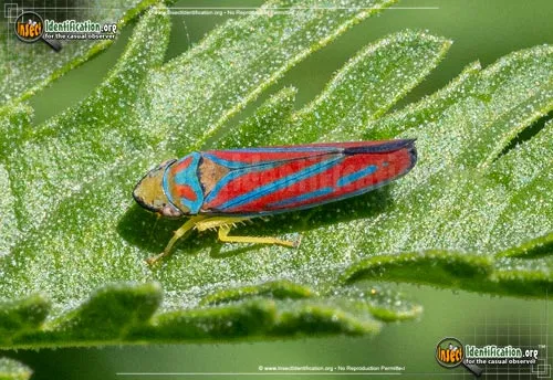 Candy-striped Leafhopper - photo 5