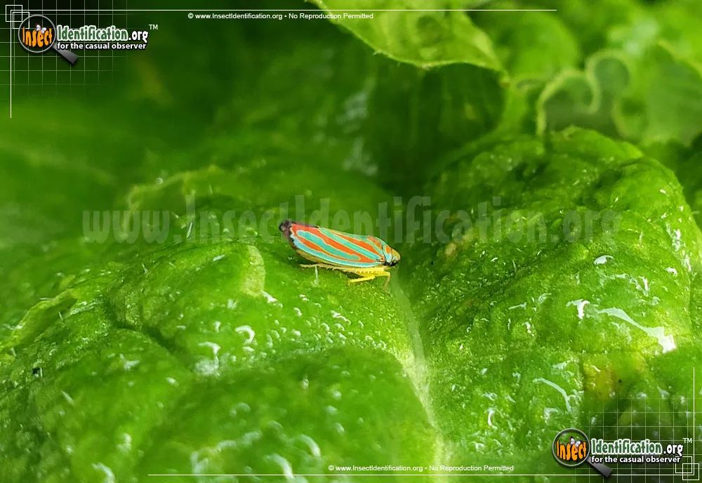 Candy-striped Leafhopper - photo 7