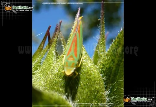 Candy-striped Leafhopper - photo 8