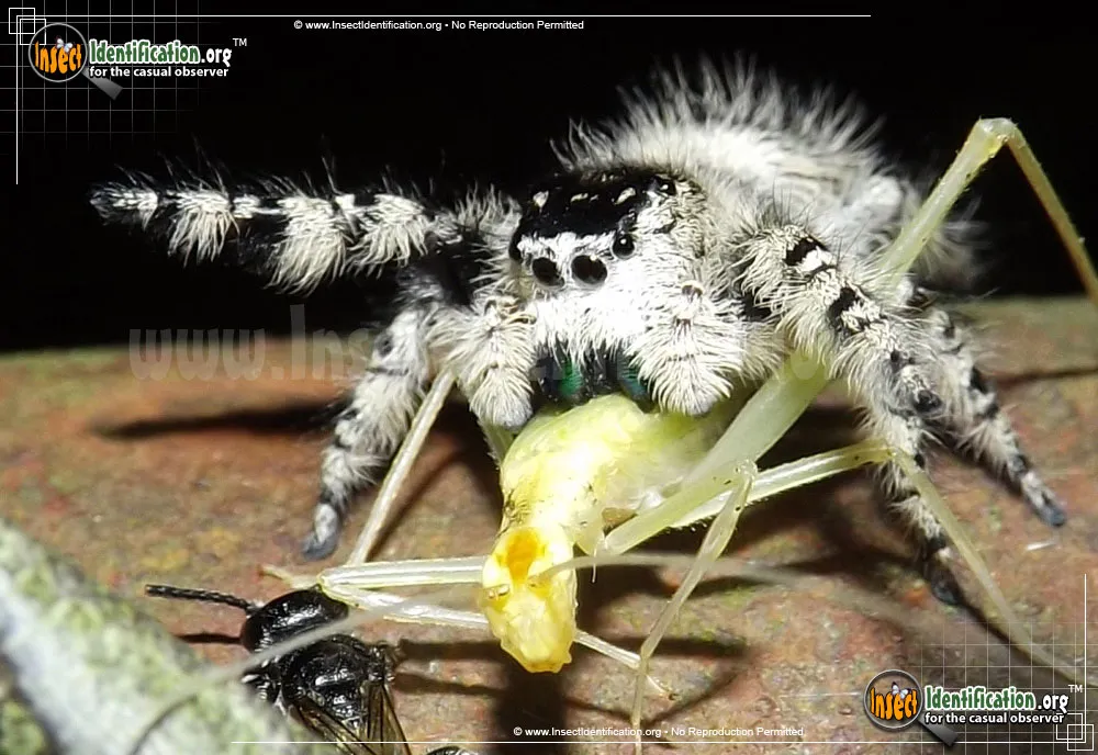 Canopy Jumping Spider - Phidippus otiosus