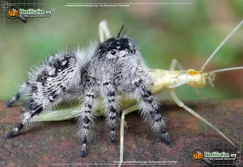 Canopy Jumping Spider - photo 4