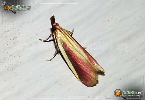 Carmine Snout Moth - photo 2