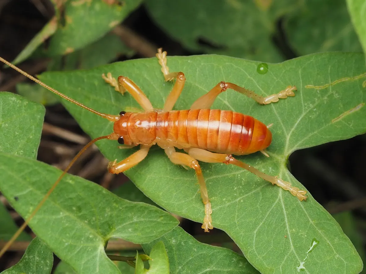 Carolina Leaf-roller Cricket - photo 3