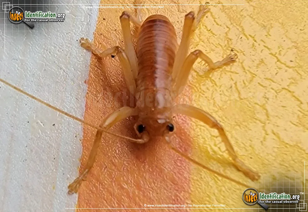 Carolina Leaf-roller Cricket - photo 4