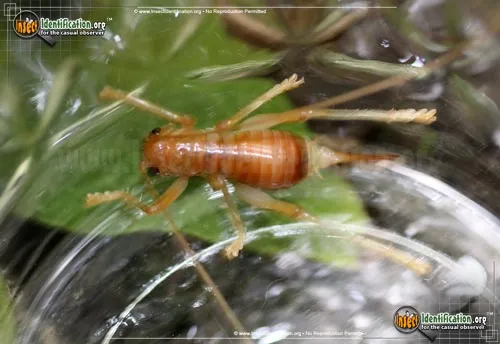 Carolina Leaf-roller Cricket - photo 5