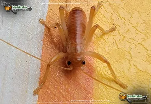 Carolina Leaf-roller Cricket - photo 6