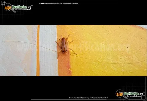 Carolina Leaf-roller Cricket - photo 7