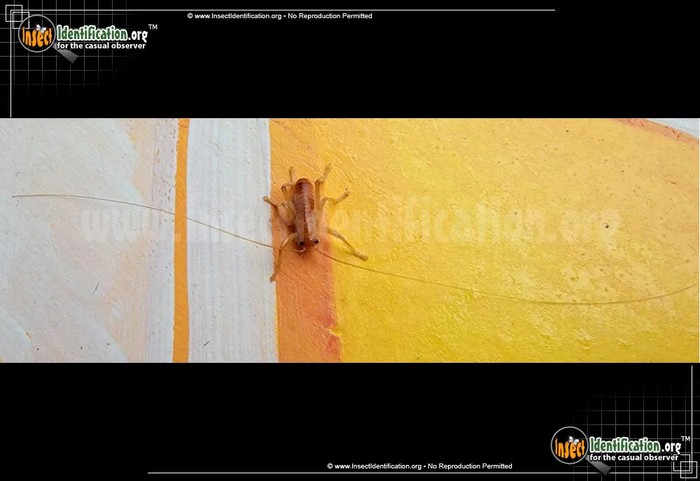 Carolina Leaf-roller Cricket - photo 8