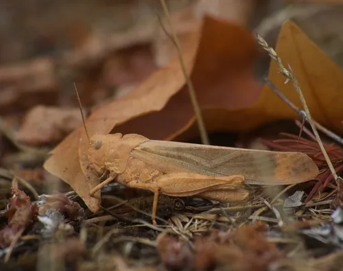 Carolina Locust - Dissosteira carolina