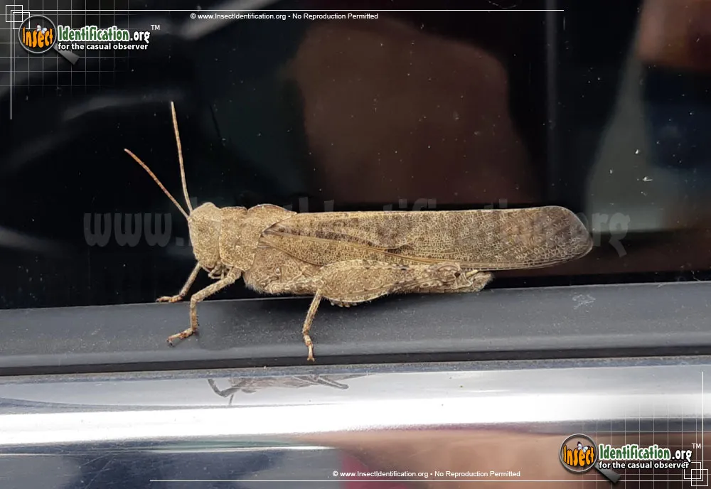 Carolina Locust - photo 3