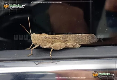 Carolina Locust - photo 4