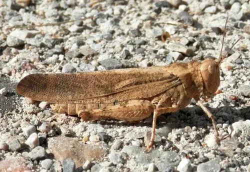 Carolina Locust - photo 5