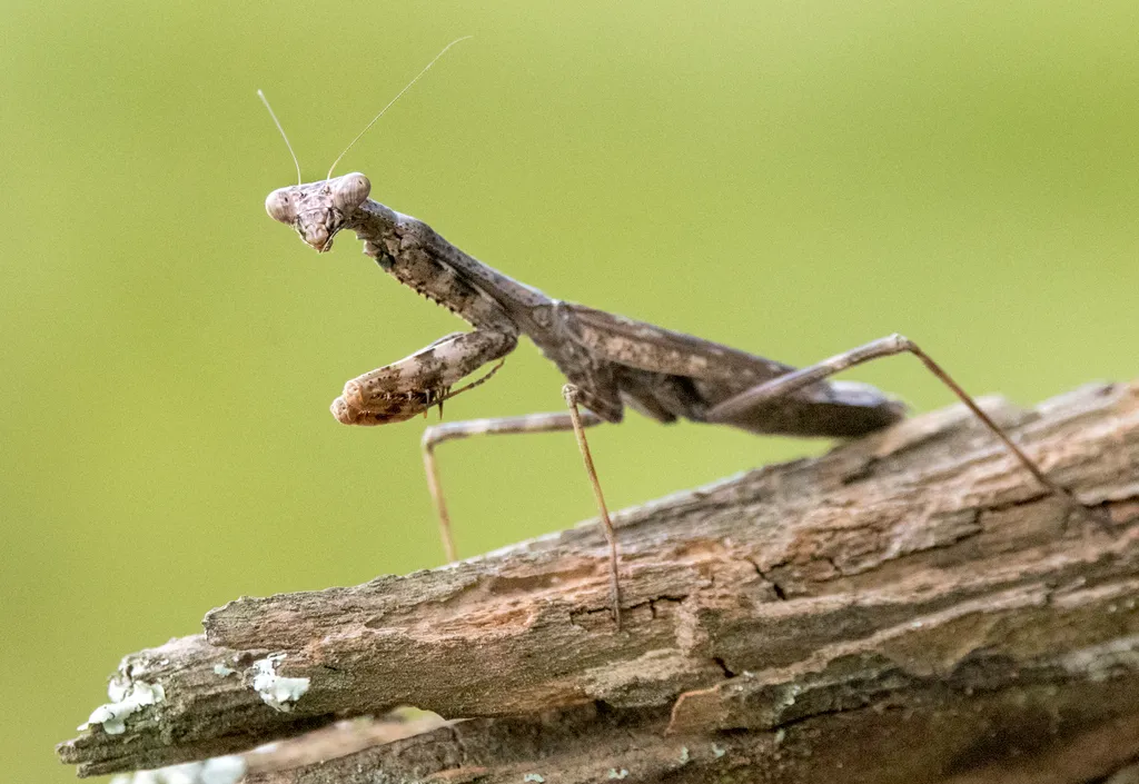 Carolina Mantis - photo 2