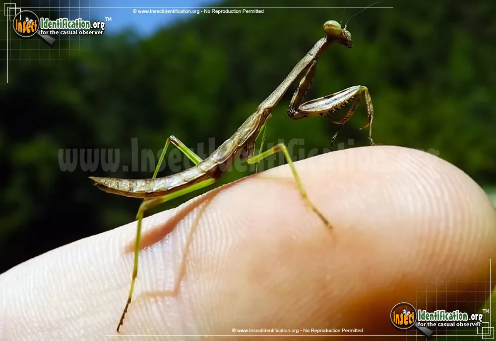 Carolina Mantis - photo 4