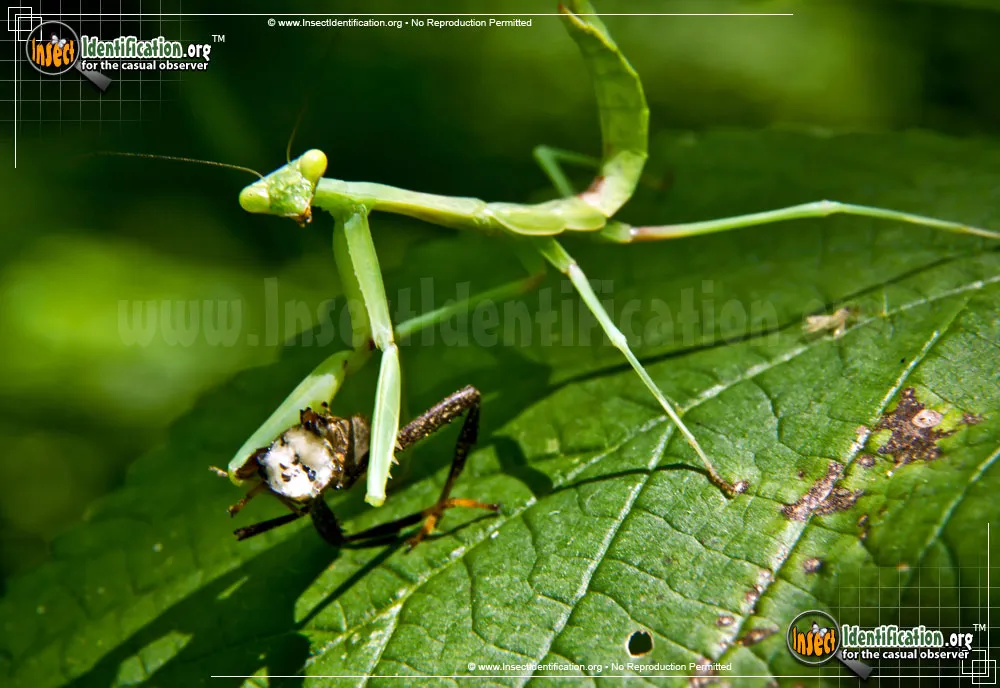 Carolina Mantis - photo 5