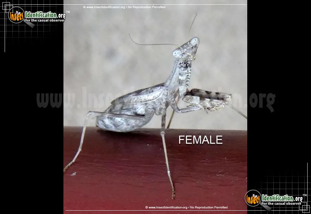 Carolina Mantis - photo 6