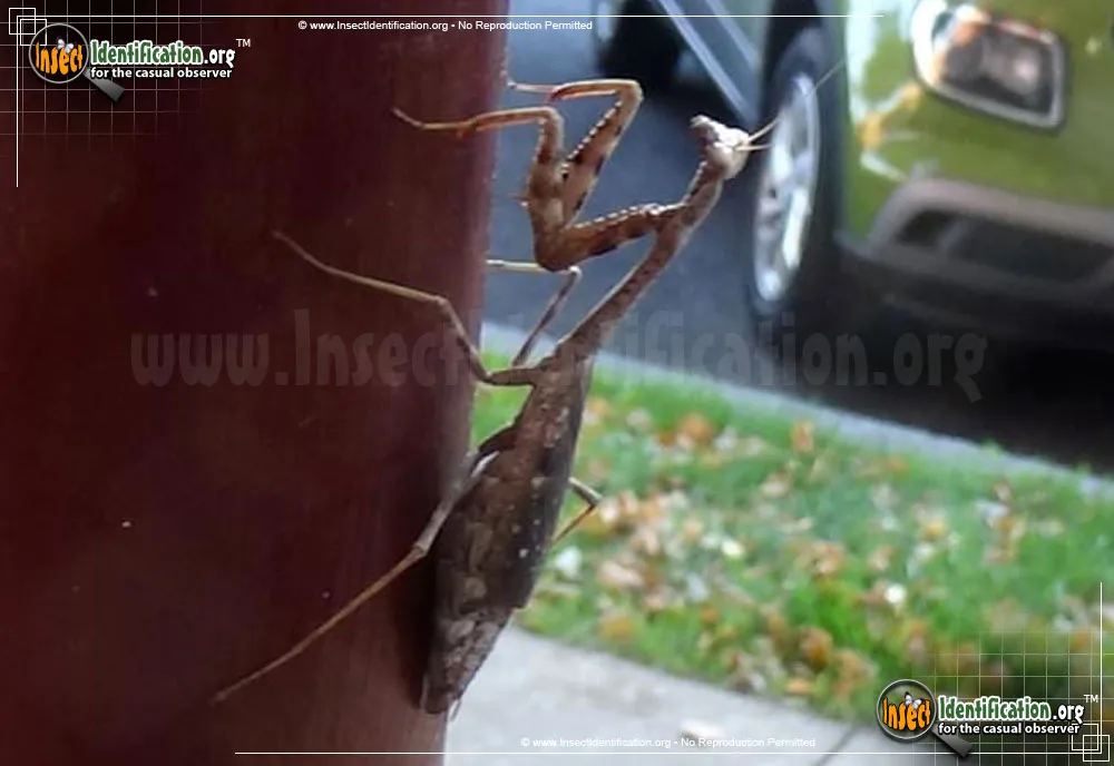 Carolina Mantis - photo 7