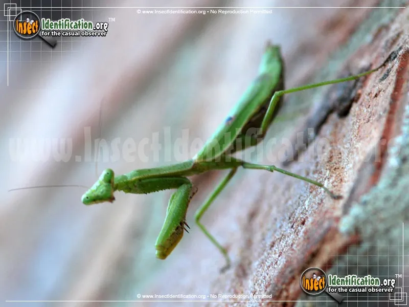 Carolina Mantis - photo 8