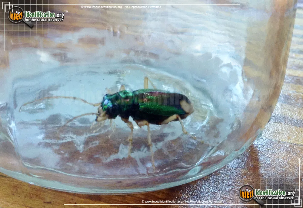Carolina Tiger Beetle - Megacephala carolina
