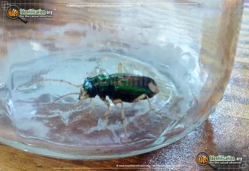 Carolina Tiger Beetle - photo 2