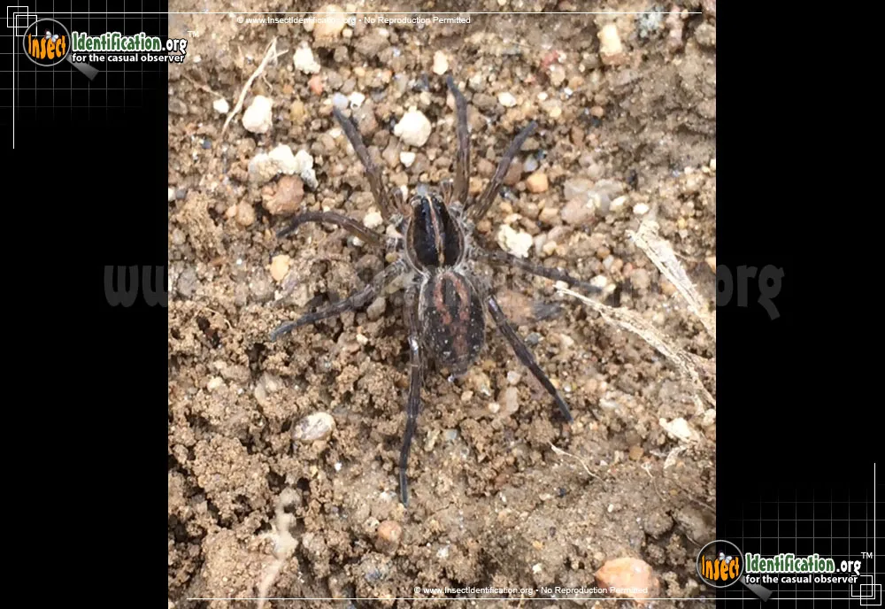 Carolina Wolf Spider