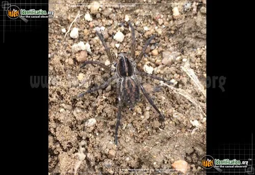 Carolina Wolf Spider - photo 2