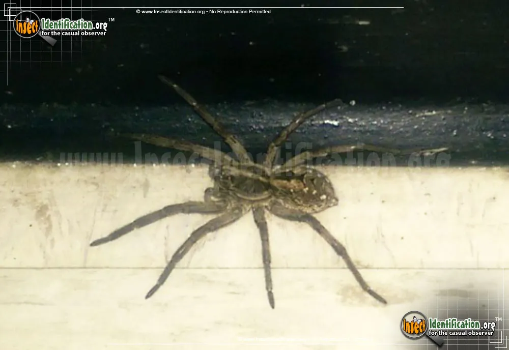 Carolina Wolf Spider - photo 3