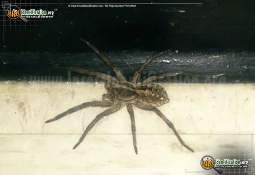 Carolina Wolf Spider - photo 4