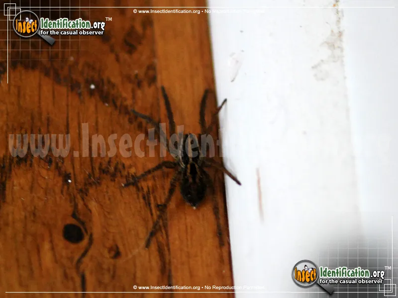 Carolina Wolf Spider - photo 5