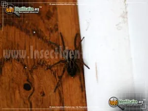 Carolina Wolf Spider - photo 6