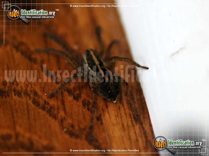 Carolina Wolf Spider - photo 7