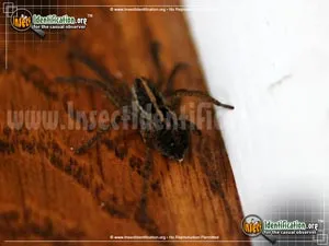 Carolina Wolf Spider - photo 8
