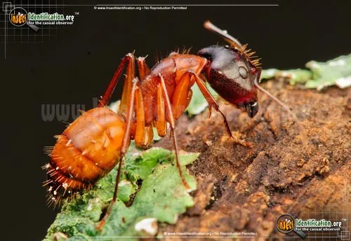 Carpenter Ant - photo 2