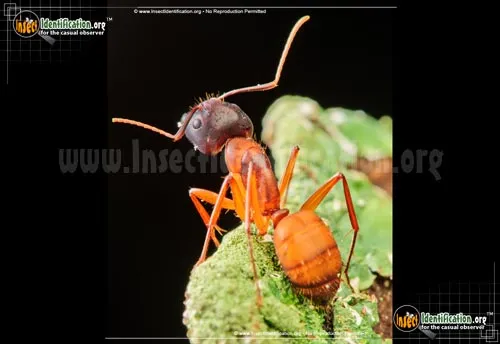 Carpenter Ant - photo 4