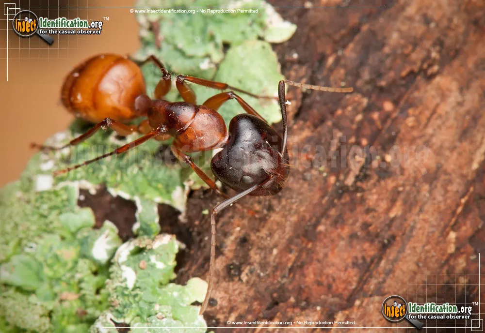 Carpenter Ant - photo 5