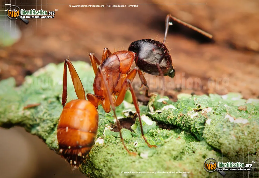 Carpenter Ant - photo 7