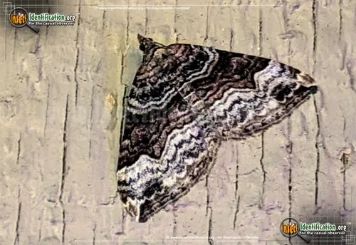 Carpet Moth - photo 2