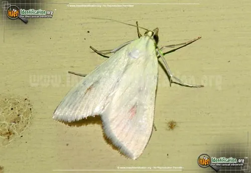 Carrot Seed Moth