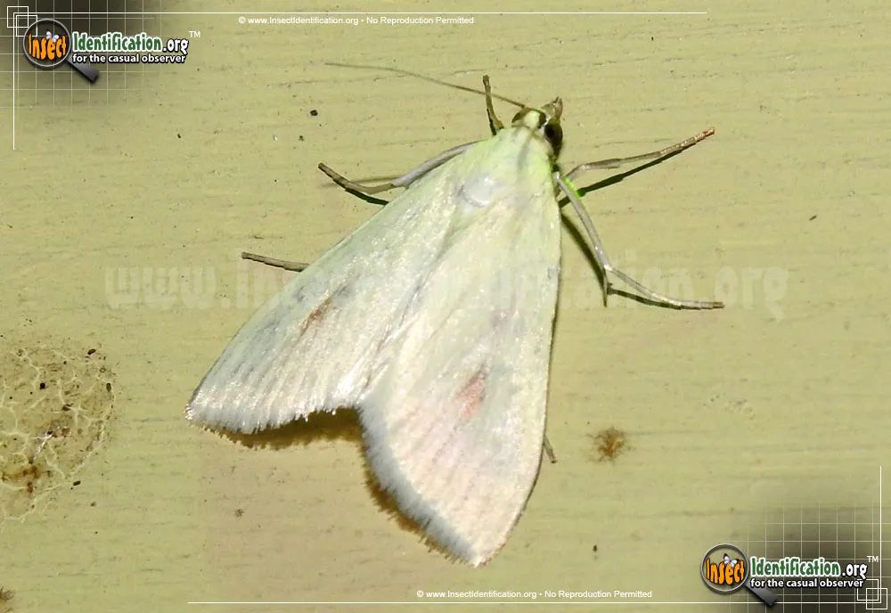 Carrot Seed Moth - photo 2