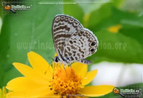 Cassius Blue Butterfly - photo 2