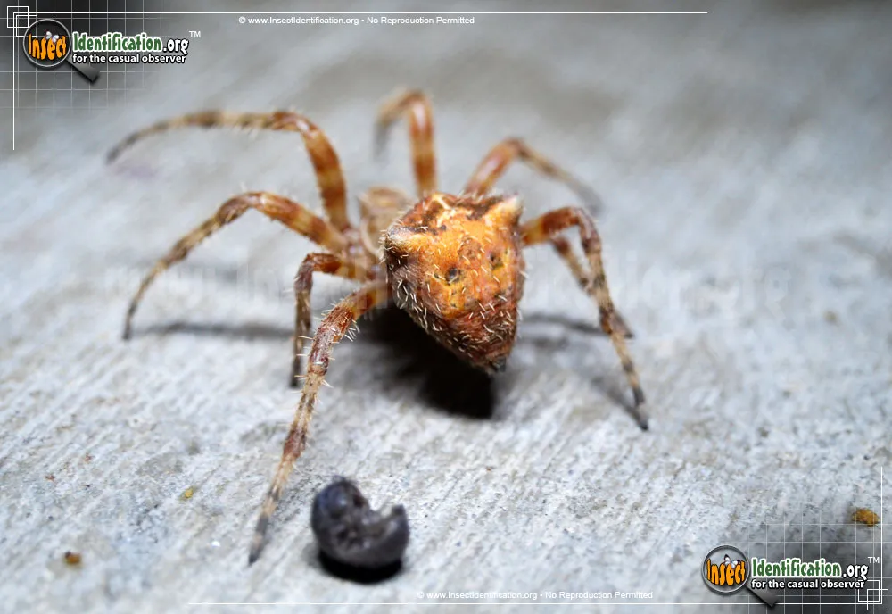Cat-faced Spider - Araneus gemmoides