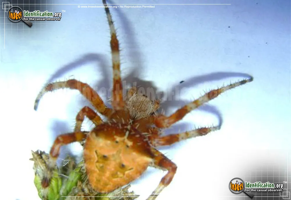 Cat-faced Spider - photo 3