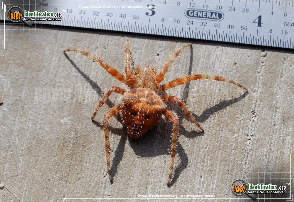 Cat-faced Spider - photo 5