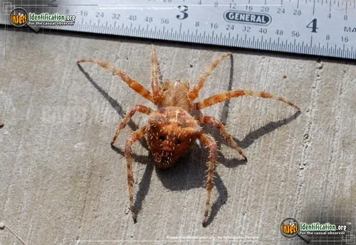 Cat-faced Spider - photo 6