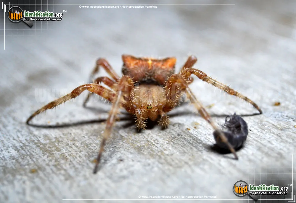 Cat-faced Spider - photo 7