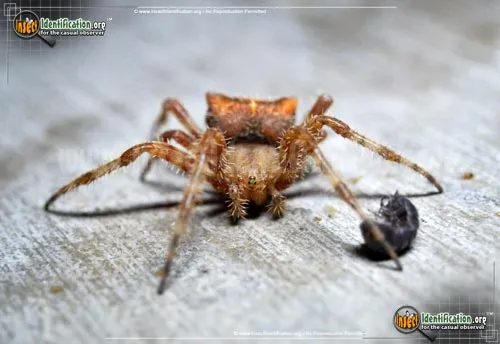 Cat-faced Spider - photo 8